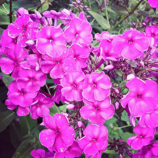 Дачная радость