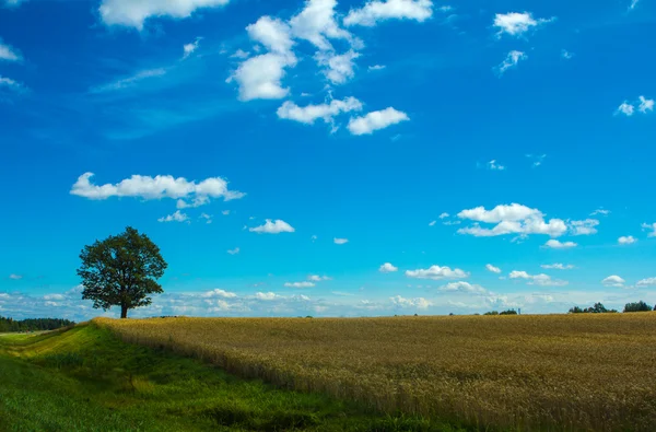 Yolun yakınlarında güçlü meşe