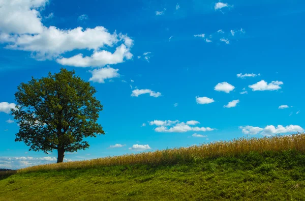 Yolun yakınlarında güçlü meşe
