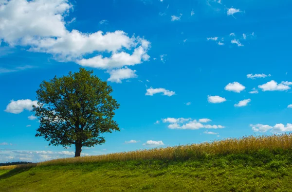 Yolun yakınlarında güçlü meşe