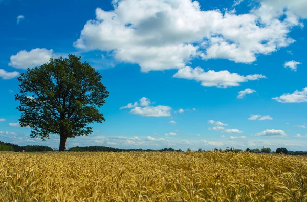 Yolun yakınlarında güçlü meşe