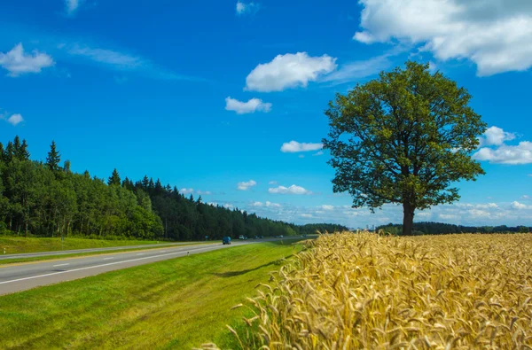 Yolun yakınlarında güçlü meşe