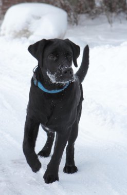 Siyah labrador