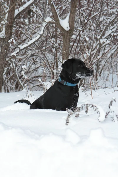 Siyah labrador — Stok fotoğraf