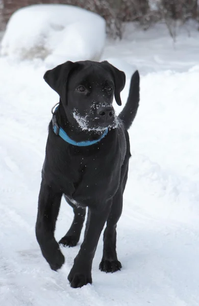 Siyah labrador