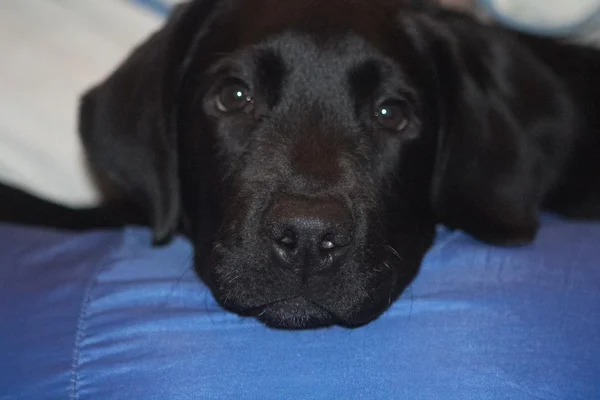 Siyah labrador