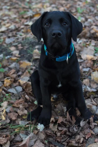 Siyah labrador