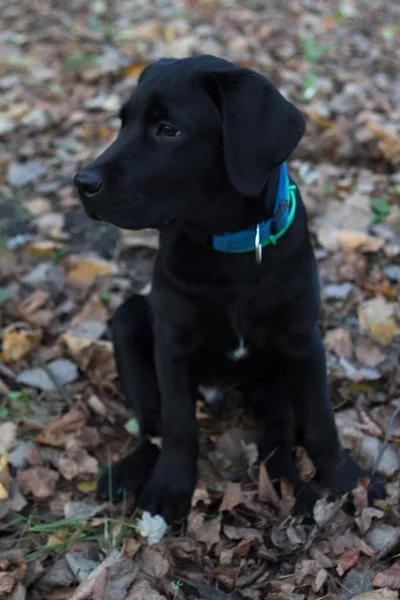 Siyah labrador