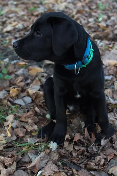 Siyah labrador