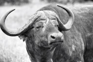 Cape buffalo