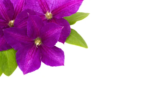 Clematis roxo com folhas verdes isoladas no fundo branco — Fotografia de Stock