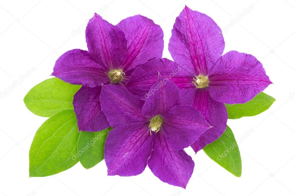 purple clematis with green leaves isolated on white