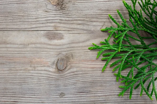 Rama verde sobre fondo de madera — Foto de Stock
