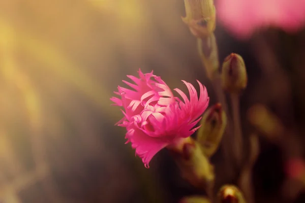 Fiore di garofano in fiore — Foto Stock