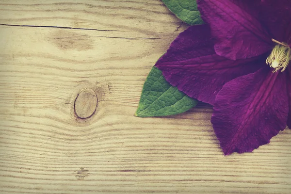 Powojnik fioletowy na tle drewniane — Zdjęcie stockowe