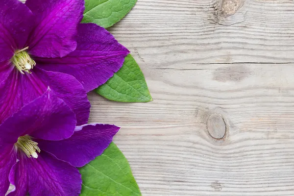 Roxo Clematis em fundo de madeira — Fotografia de Stock