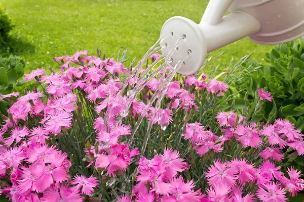 Gieter water gieten op de bloemen — Stockfoto