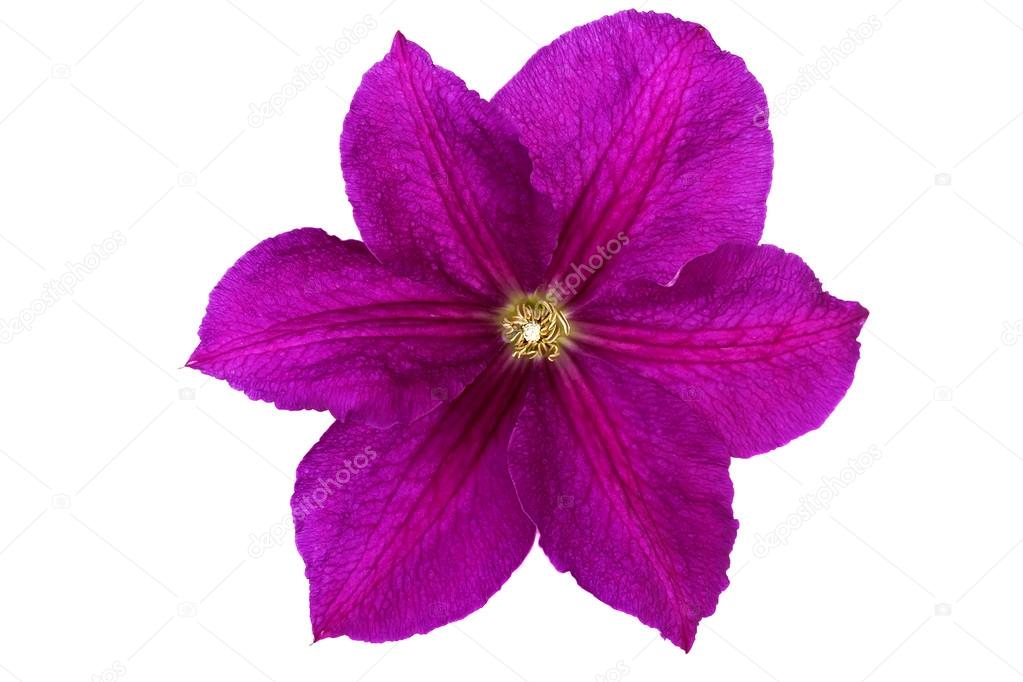 Purple clematis flower isolated on white