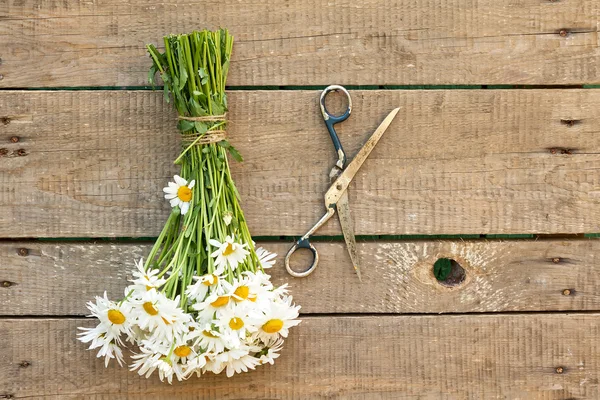 Bouquet de marguerites et ciseaux sur fond bois — Photo