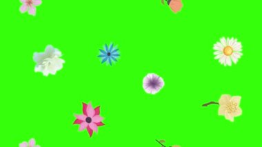 Yeşil ekran krom anahtarı üzerinde bahar çiçekleri animasyon elemanları grubu