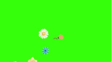Yeşil ekran krom anahtarı üzerinde bahar çiçekleri animasyon elemanları grubu