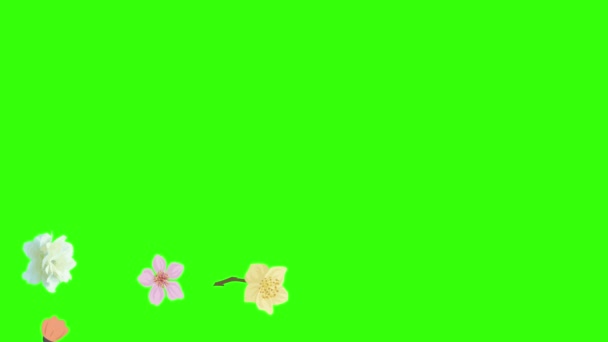 Ομάδα Της Άνοιξης Λουλούδια Κινούμενα Στοιχεία Πράσινο Χρώμα Οθόνη Κλειδί — Αρχείο Βίντεο