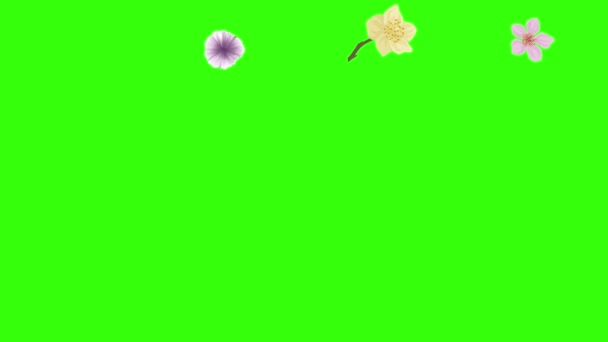 Grupo Elementos Animação Flores Primavera Chave Croma Tela Verde — Vídeo de Stock