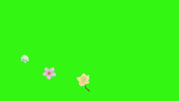 Gruppe Von Frühlingsblumen Animationselemente Auf Grünem Bildschirm Chroma Taste — Stockvideo