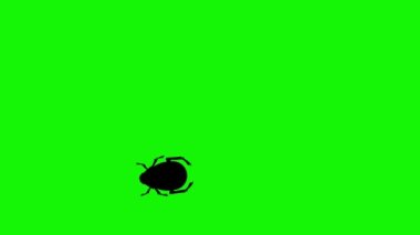Yeşil ekran krom tuşunda böcek yürüyüşü animasyonu