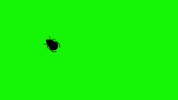 Bug Walking Animation Auf Grünem Bildschirm Chroma Taste — Stockvideo