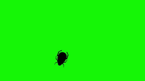 緑の画面上の虫歩行アニメーションクロマキー — ストック動画