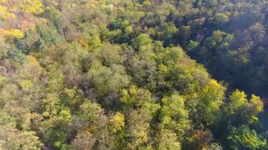 Güzel sonbahar renkli ormanın havadan görünüşü