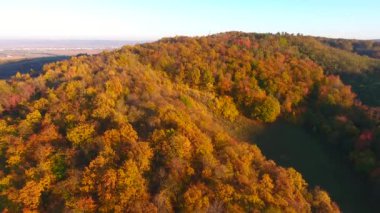 Güzel sonbahar renkli ormanın havadan görünüşü