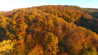 Güzel sonbahar renkli ormanın havadan görünüşü
