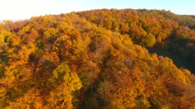 Güzel sonbahar renkli ormanın havadan görünüşü