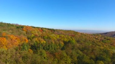Güzel sonbahar renkli ormanın havadan görünüşü