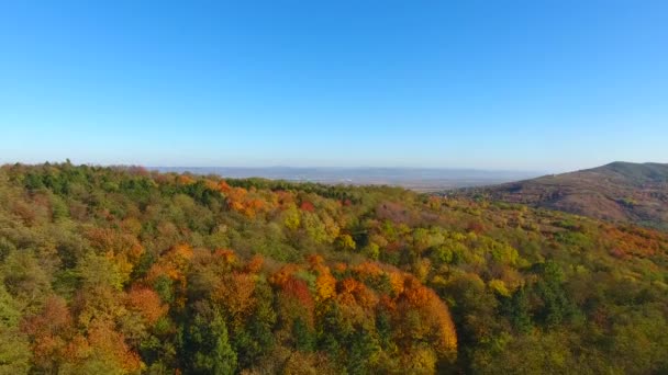 Vista Aérea Bela Floresta Outono Colorido — Vídeo de Stock