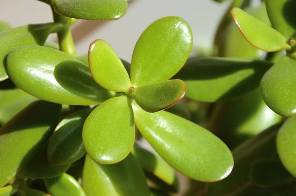 Fiore Interno Vaso Succulente Con Foglie Spesse Piante Verdi Sfondo — Foto Stock