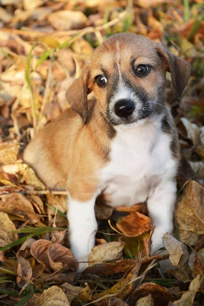 Een Bastaard Pup Zit Droog Gebladerte Herfst Een Kleine Hond — Stockfoto
