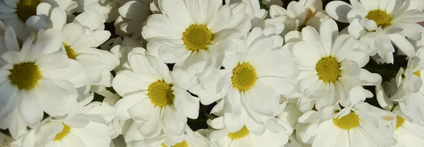 Buquê Flores Brancas Crisântemos Fofos Margaridas Contexto Suave Para Férias — Fotografia de Stock