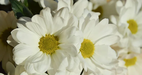 Ramo Flores Blancas Crisantemos Esponjosos Margaritas Fondo Suave Para Las — Foto de Stock
