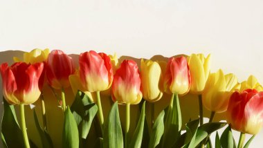 Doğum günü, Uluslararası Kadınlar Günü, Anneler Günü, Mutlu Paskalyalar. Bahar tatili tasarımı için bir pankart. Sarı ve kırmızı laleler güneşte.