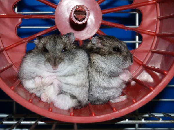 Hamsters — Stockfoto