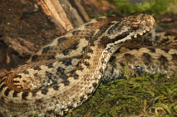 Seoane の毒蛇 (Vipera seoanei) — ストック写真