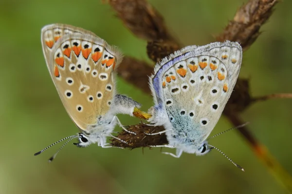 Butterfly (Polyommatus icarus) — Stock Photo, Image