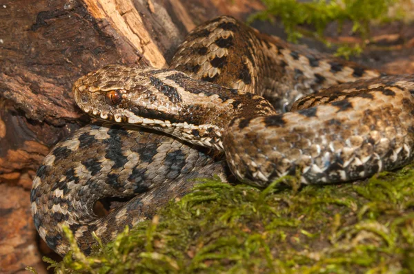 바이퍼 (Vipera seoanei) — 스톡 사진