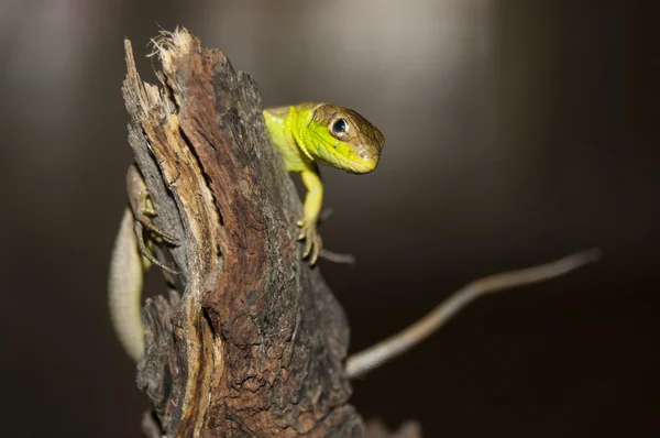 Green lizard (lacerta bilineata) — Stock Photo, Image