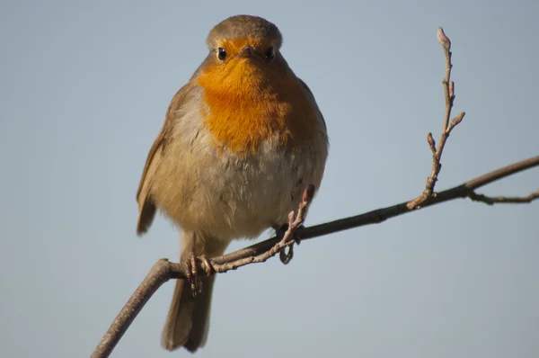 로빈 (Erithacus rubecula) — 스톡 사진