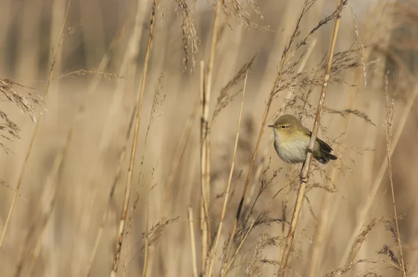 Frequentes Chiffchaff (Philloscopus collibyta ) — Fotografia de Stock