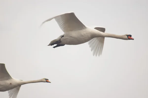 Doofstomme zwaan (Cygnus olor) — Stockfoto